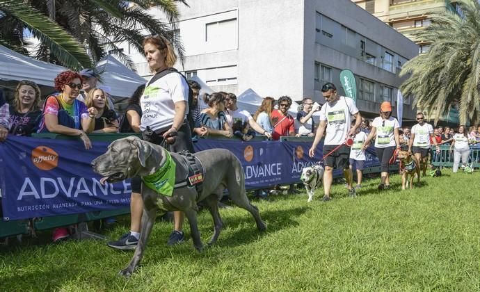 16/12/2018 LAS PALMAS DE GRAN CANARIA. Carrera ...