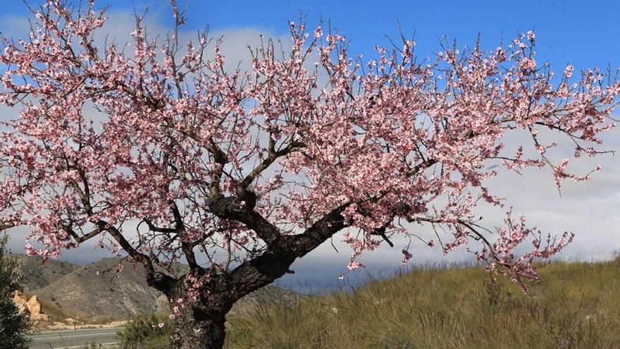 Almendros en flor en pleno enero en Abanilla.