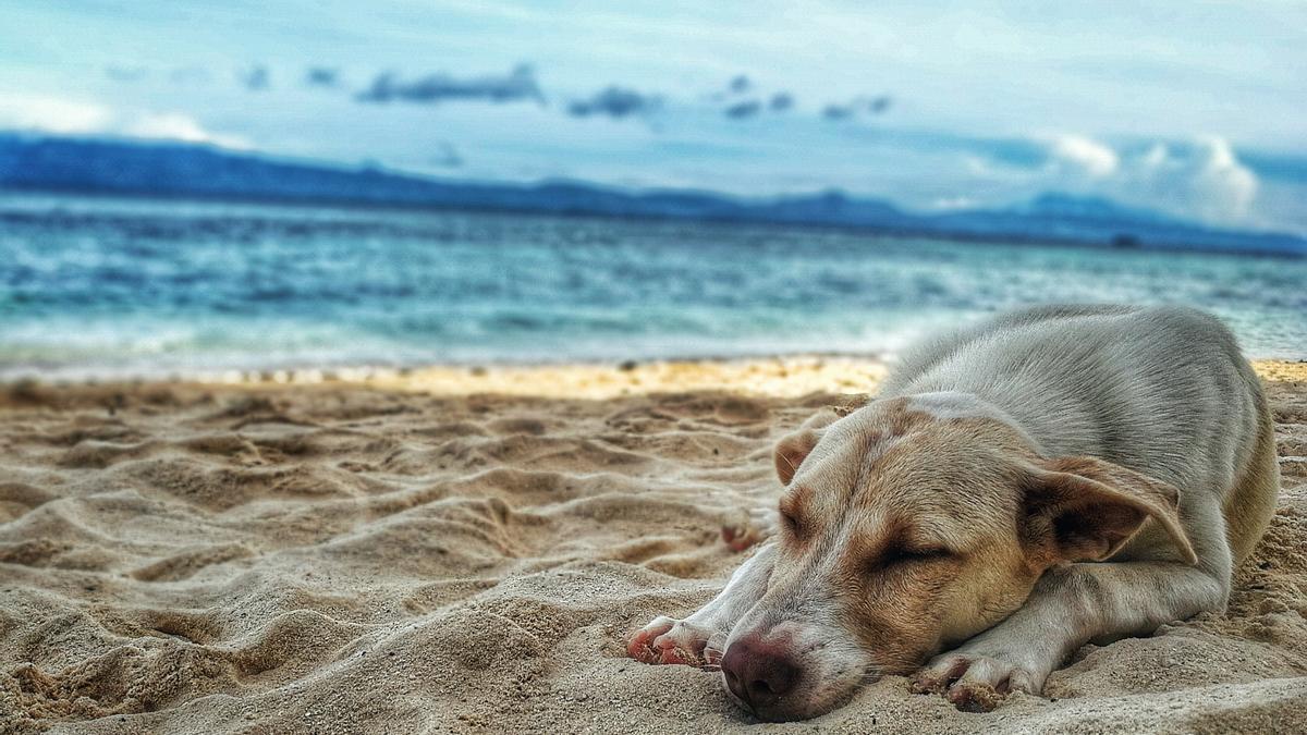 Hay razas de perros que soportan mejor el calor.