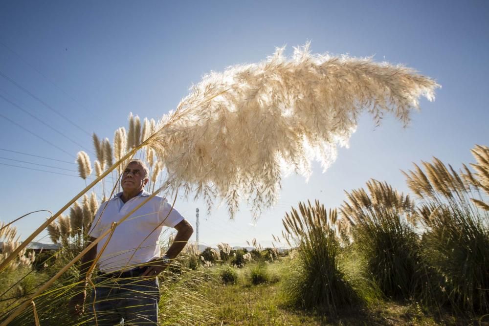 Plumeros de la Pampa, especie invasora