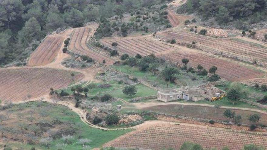 Explotación agraria en el municipio de Sant Josep.