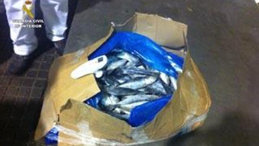 Imagen de la sardina encontrada en el puerto de Sada.