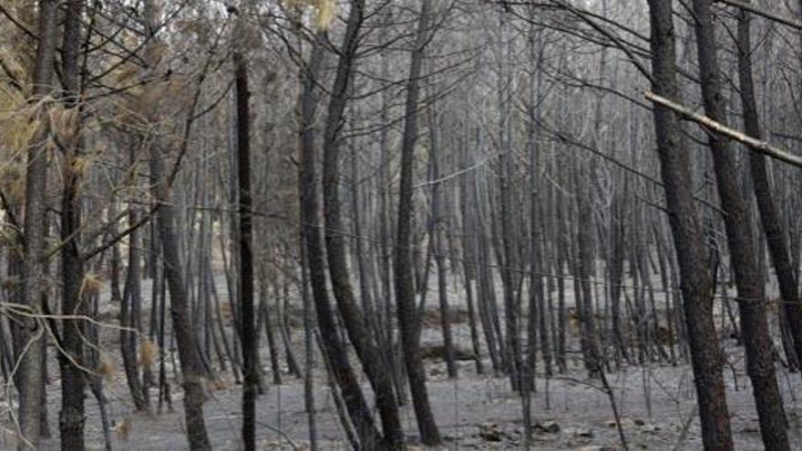 Zona de pinares calcinada en Cáceres