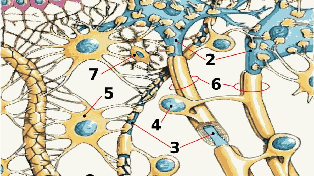 La neurociencia busca un remedio para la esclerosis Múltiple