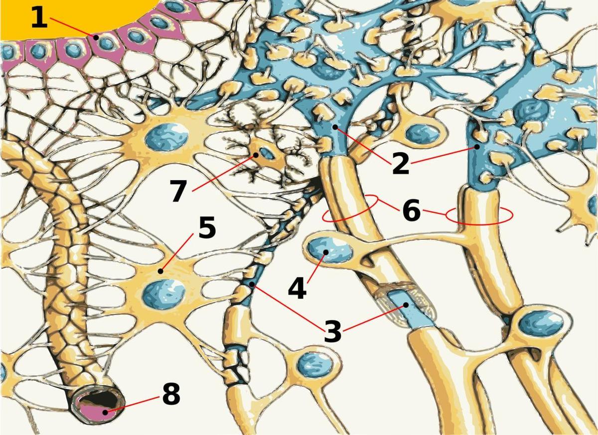 La neurociencia busca un remedio para la esclerosis Múltiple