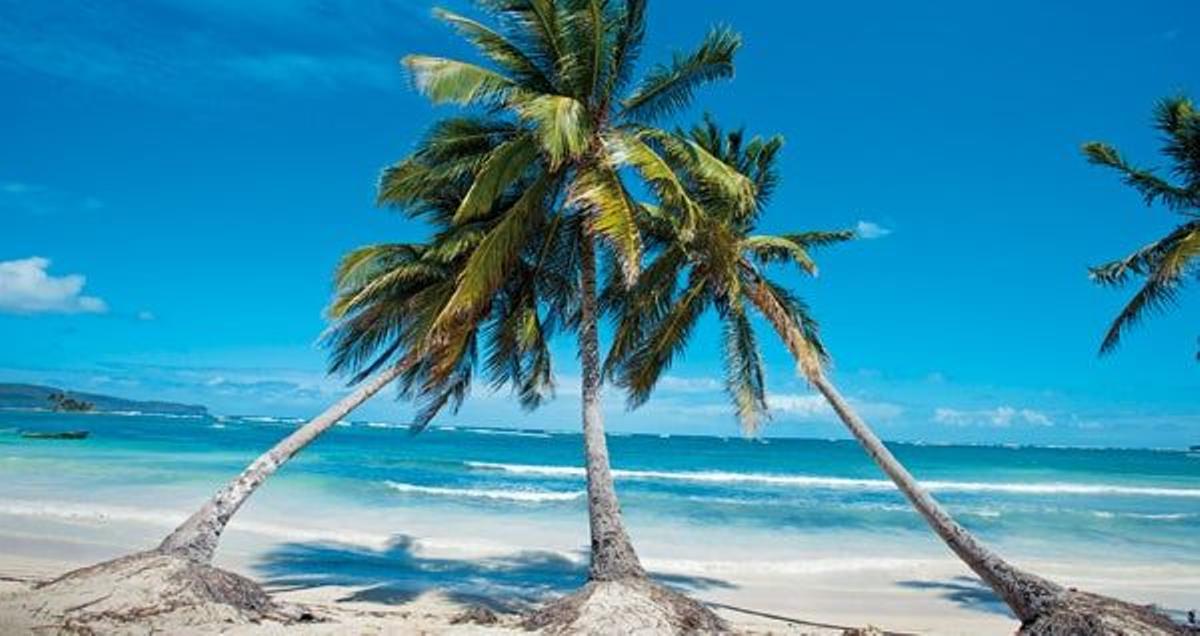 Samaná acapara la mayor concentración de palmas de coco del mundo. En la imagen, playa de Las Gale