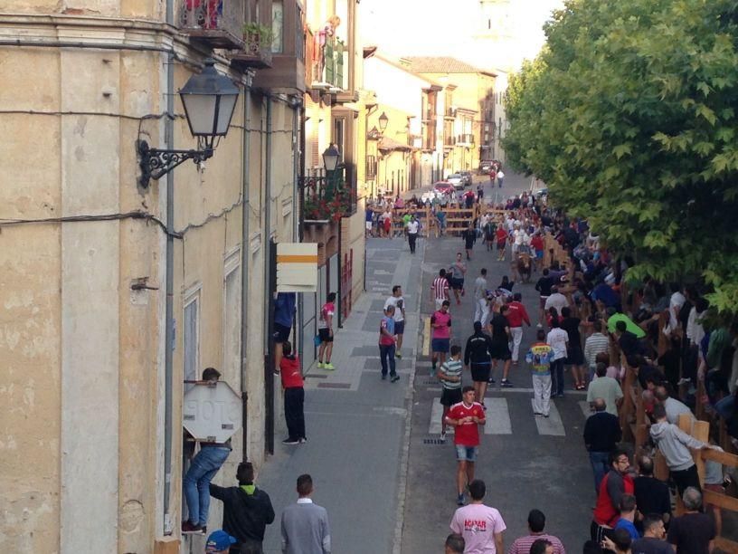 Fiestas Toro: Encierro urbano y suelta de vaquilla