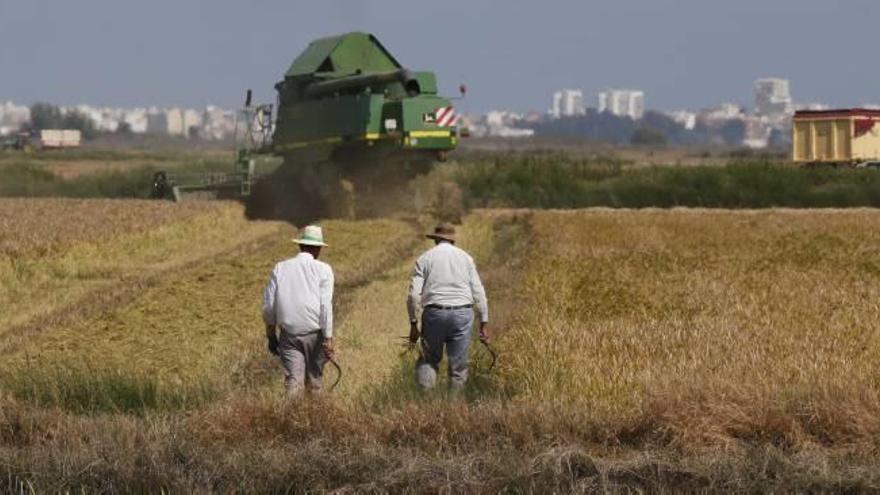 Los arroceros colapsarán València con tractores si les impiden quemar la paja