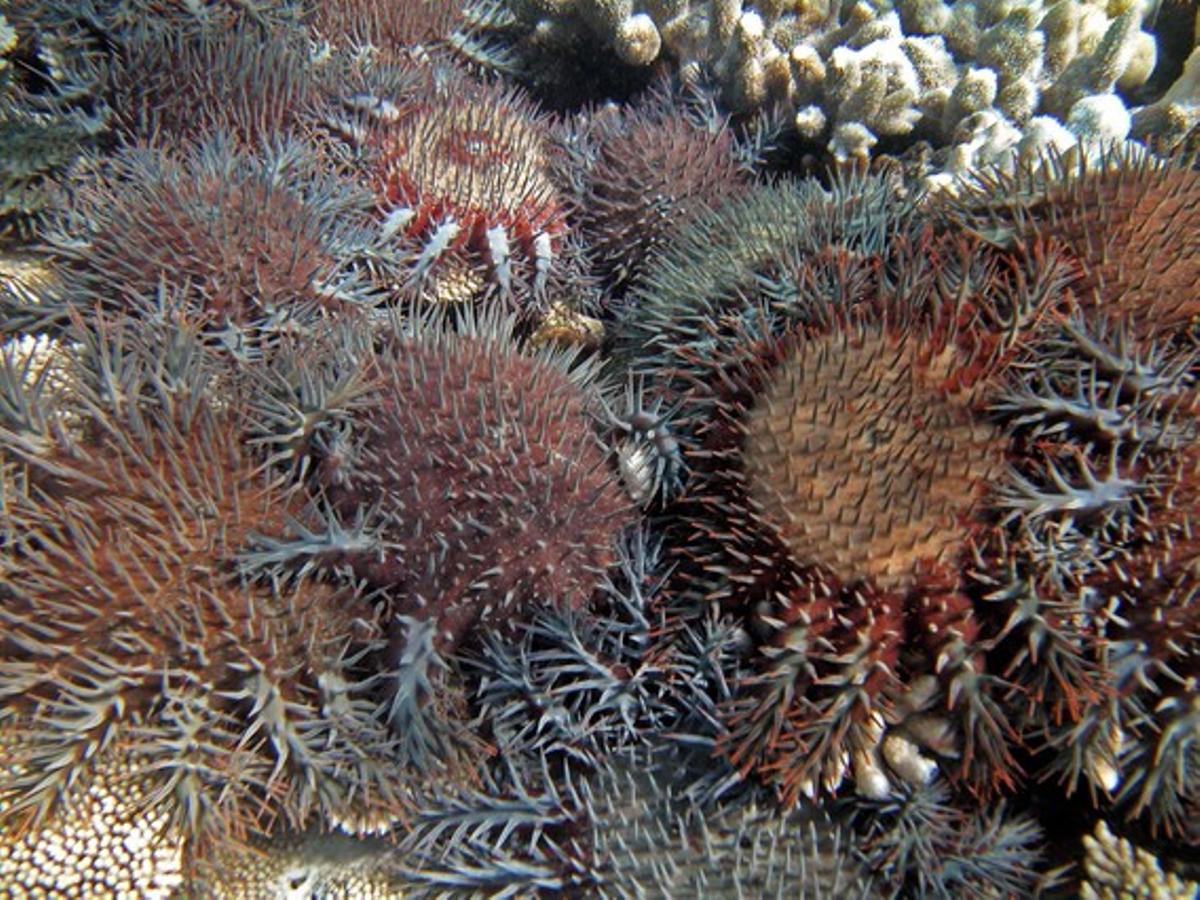 La ’corona d’espines’ envaeix l’escull de coral de la Gran Barrera d’Austràlia.