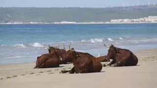 Así son las playas de Andalucía en las que se puede nadar entre vacas salvajes: "Son bienvenidas…"