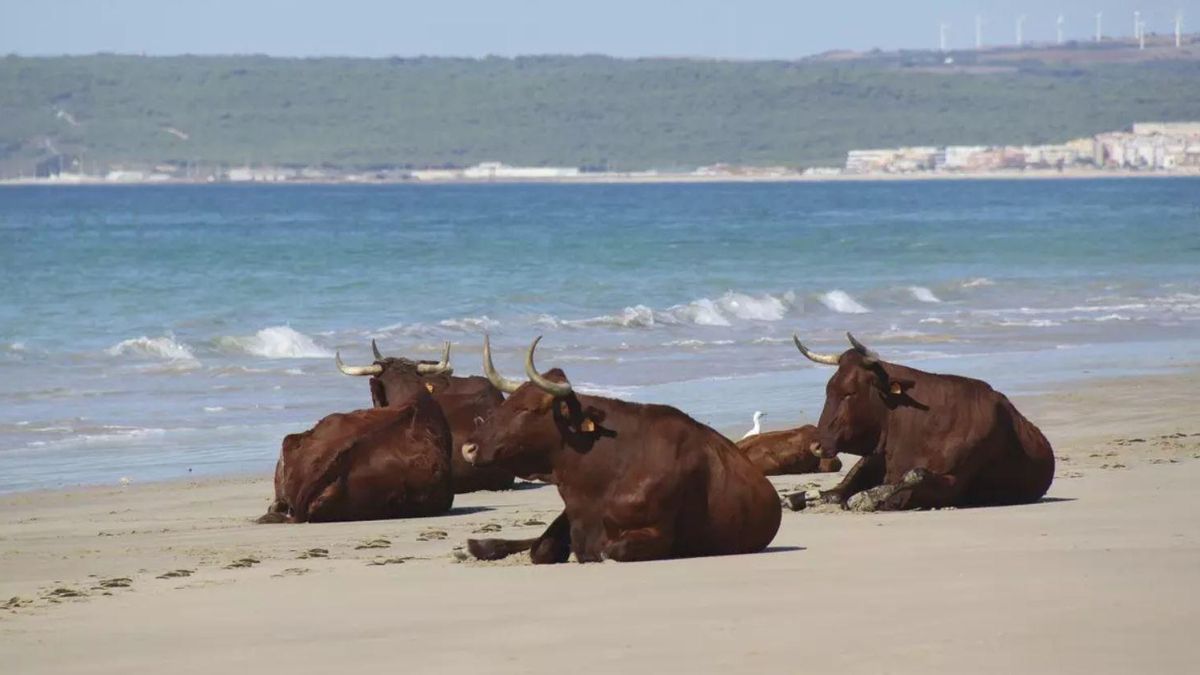 Estas son las playas de Andalucía donde es común ver a vacas retintas tumbadas en la arena