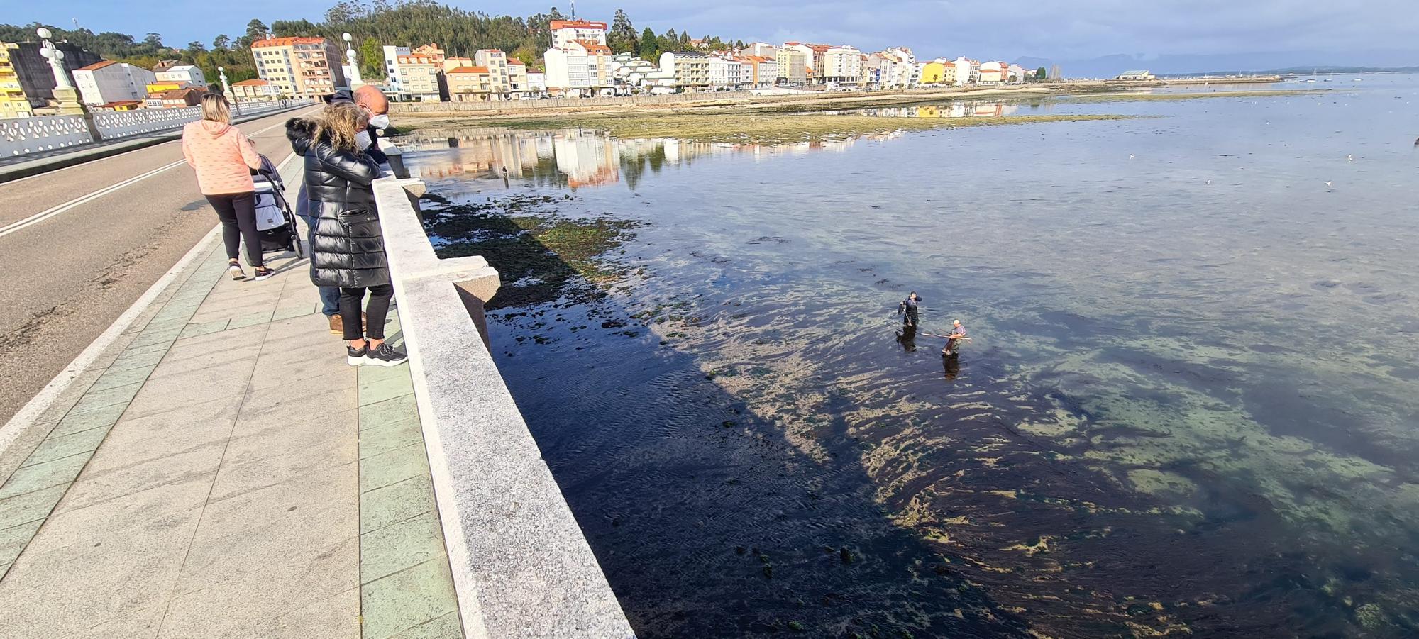 La pesca artesanal del chopo subsiste bajo el puente de A Toxa