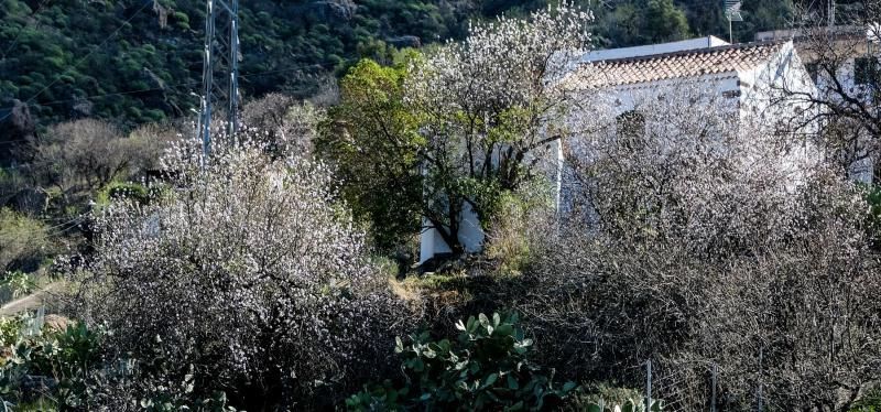 Almendros en flor