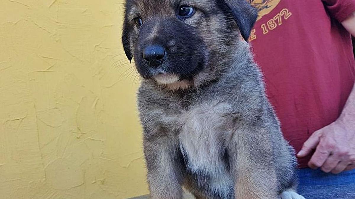 Un cachorro de mastín criado para defender el ganado del lobo.