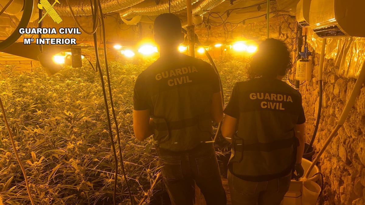 Dos agentes, en la plantación de marihuana en Torre de Don Miguel.
