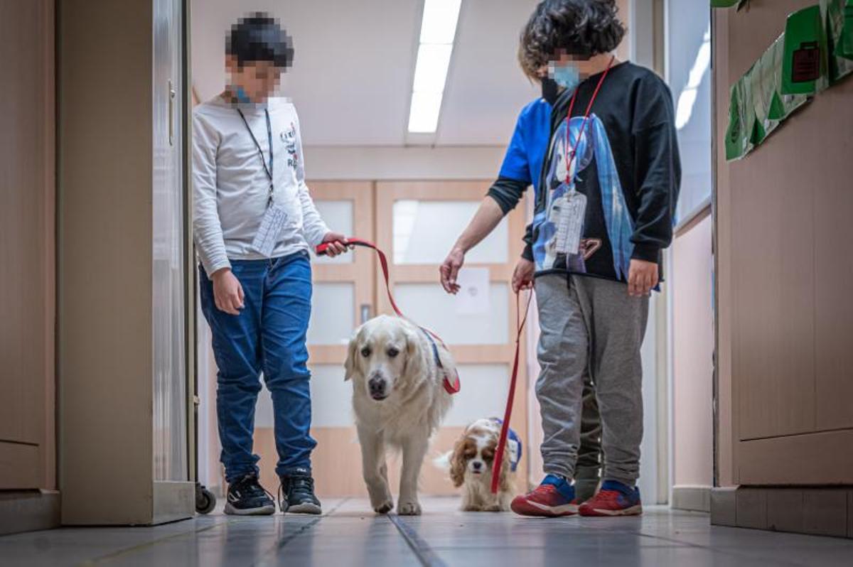 Terapia con perros, en el hospital de día de niños, en el Clínic