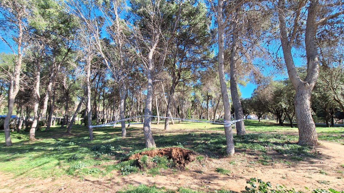 Un árbol ha sido tumbado por el viento en el Termet de Vila-real.
