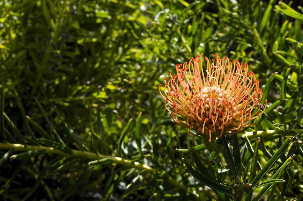 Finca de proteas de Alfonso Mayor