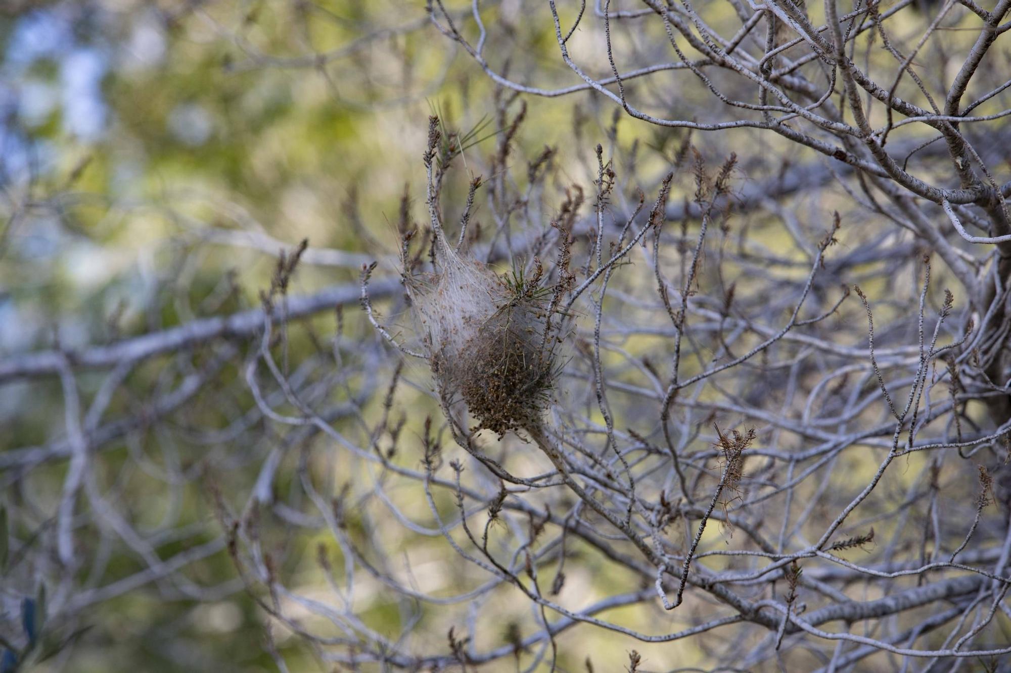La procesionaria, una plaga que se expande en las zonas naturales