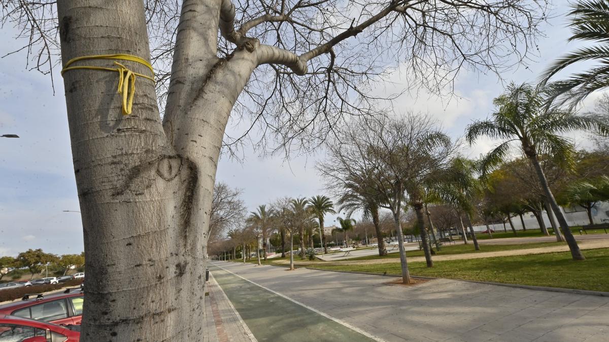 Imagen de uno de los árboles del citado parque, con restos de una prenda de ropa.