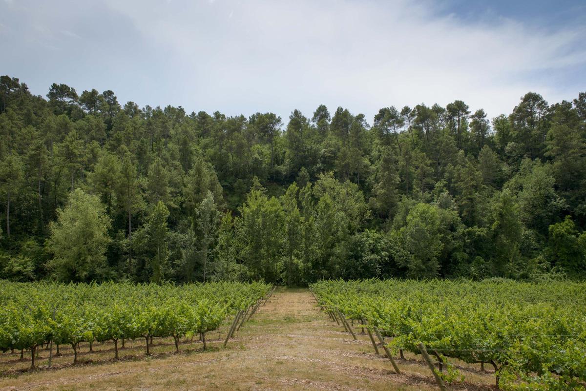 Vinyes del celler Abadal