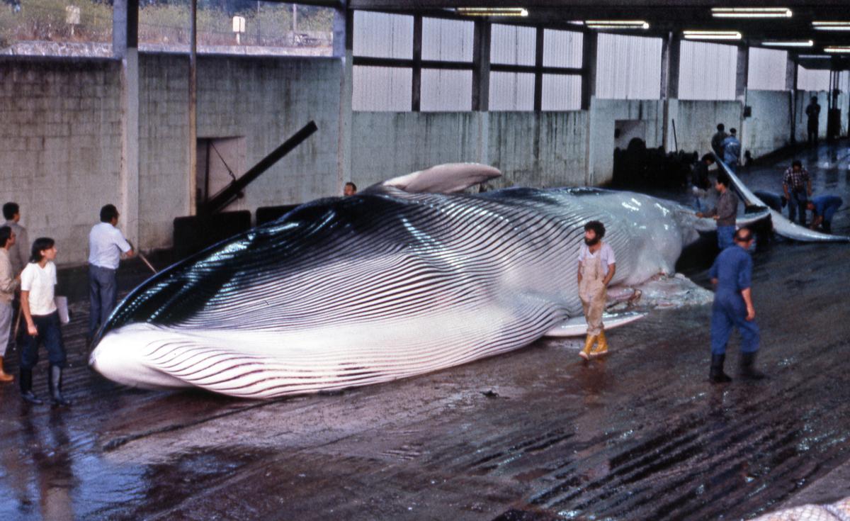 Un rorcual común listo para el despiece en la factoría de Balea de Massó en Cangas, en el año 1982.