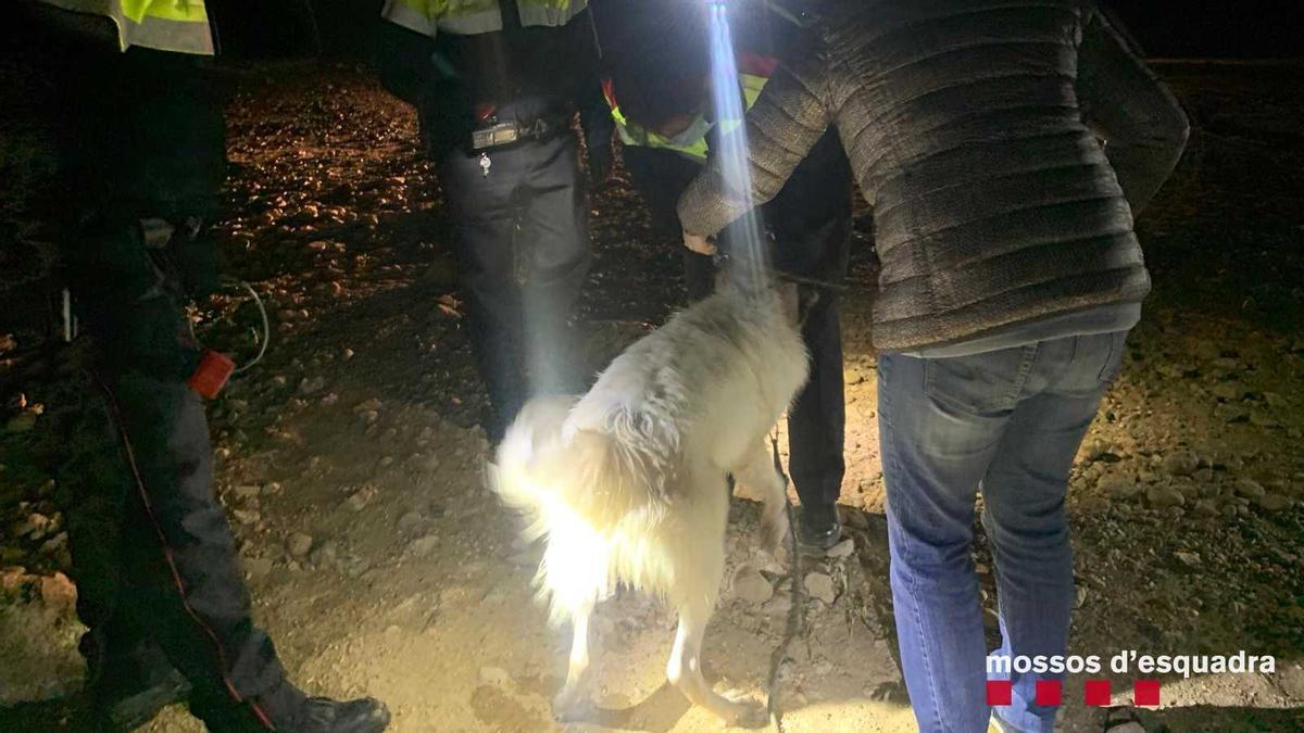 Rescaten un gos que va ser llançat en un pantà