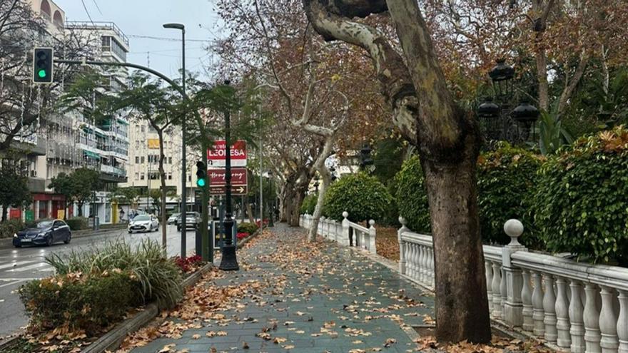 Parte de los centenarios plátanos de sombra que circundan el paseo de La Alameda.