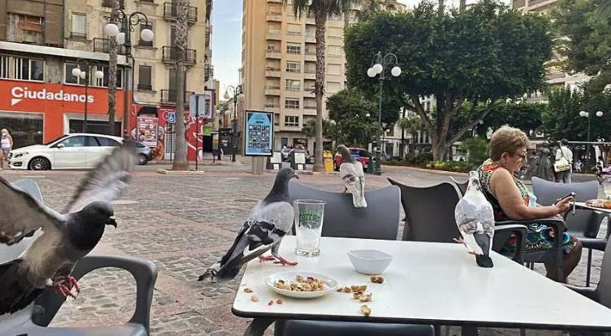 Varias palomas se posan sobre una mesa en una terraza de a plaza Mayor de Alzira, en una imagen de archivo.