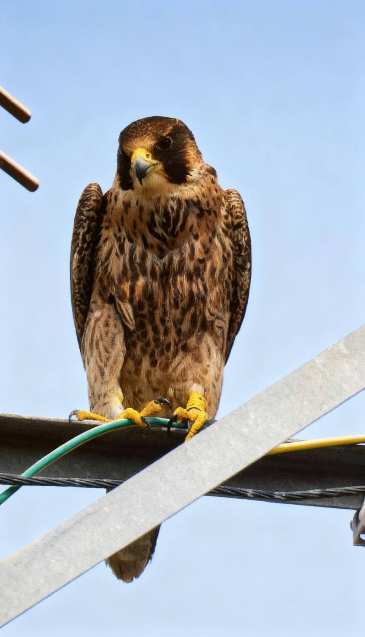 Un halcón peregrino posado en lo más alto del edificio de Etopía, Zaragoza