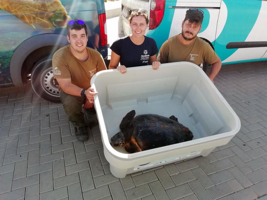 La tortuga ha sido trasladada a Mallorca
