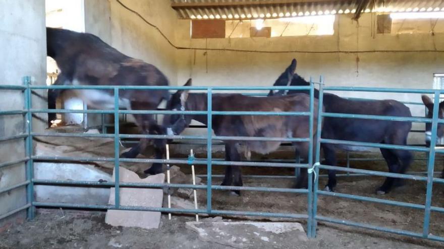 VÍDEO | Leche de burra, un valor al laza.