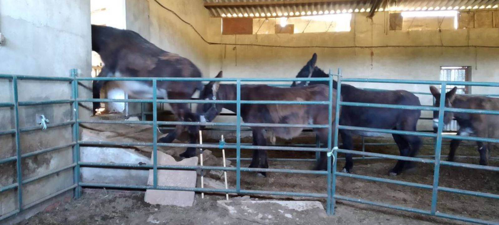 Las burras se dirigen a la sala de ordeño