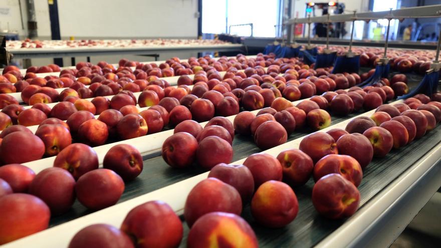 Frutas en la cinta de una fábrica