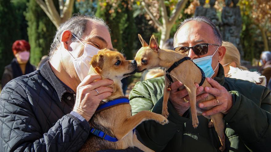 Los animales reciben la bendición de San Antón en Murcia