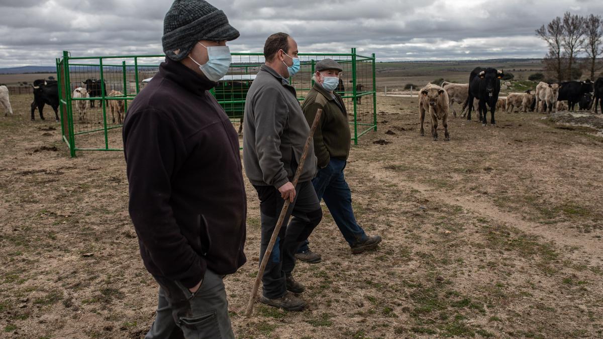 En la explotación extensiva de vacas