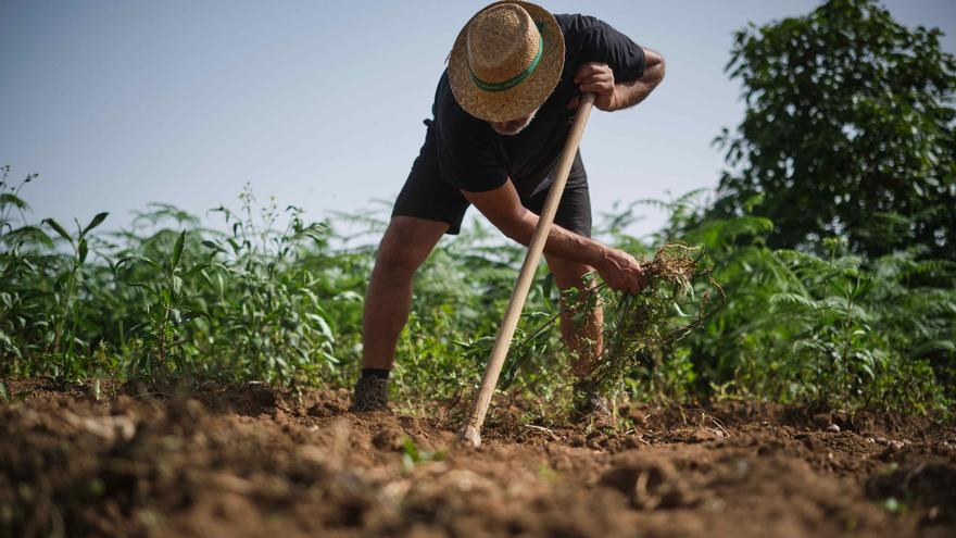 El calor y la sequía amenazan el futuro de las papas, uvas y lechugas canarias