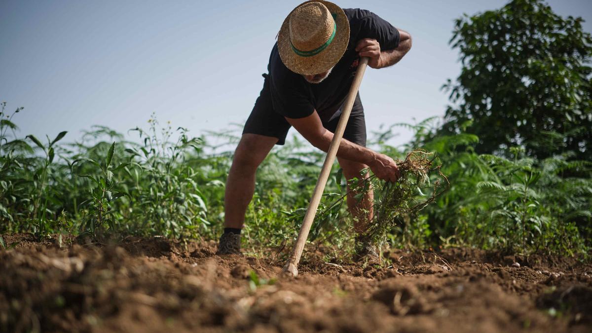 Un agricultor trabajando en sus cultivos de papas en Los Realejos, Tenerife.