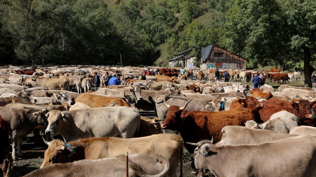 La vacada de la muntanya de Llessui i els ramaders triant els seus animals 