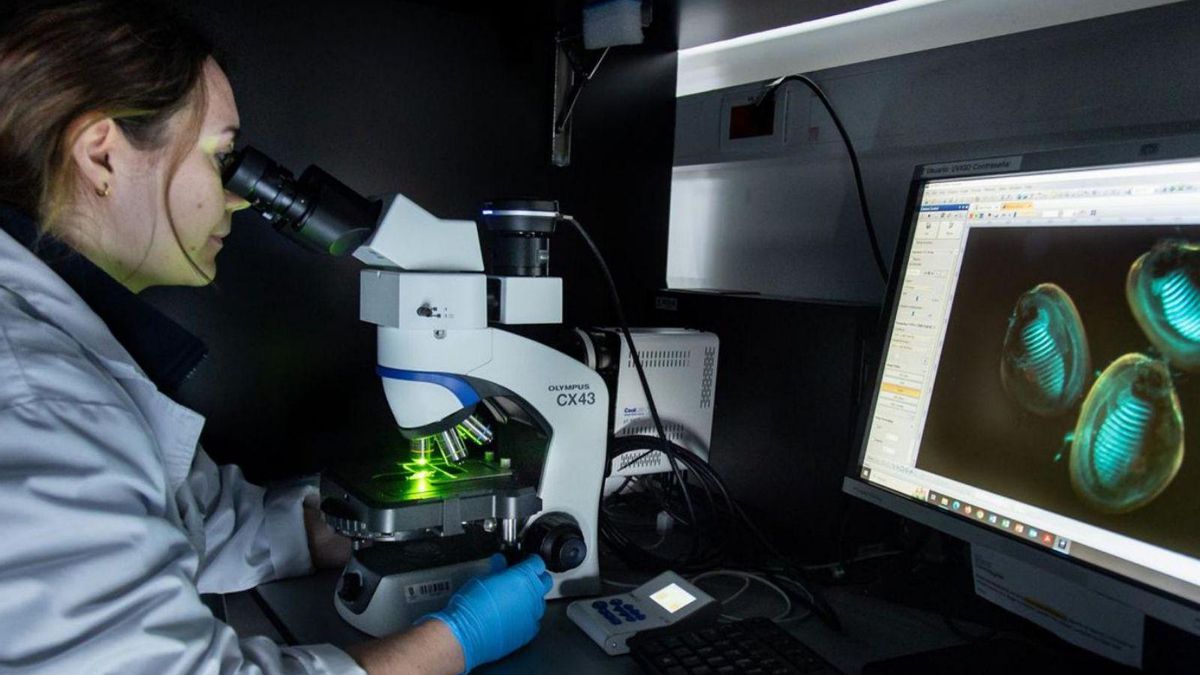 Una investigadora del CIM observa varias larvas de mejillón a través de un microscopio.