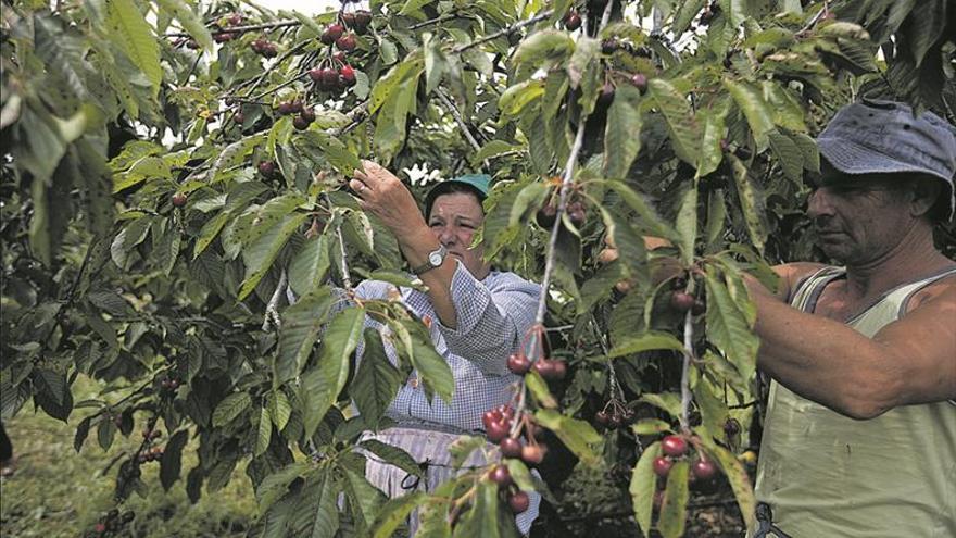 El cambio climático amenaza el cultivo de la cereza en la Salzadella