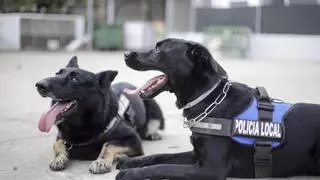 Adiós a Nero, el perro policía de Cáceres