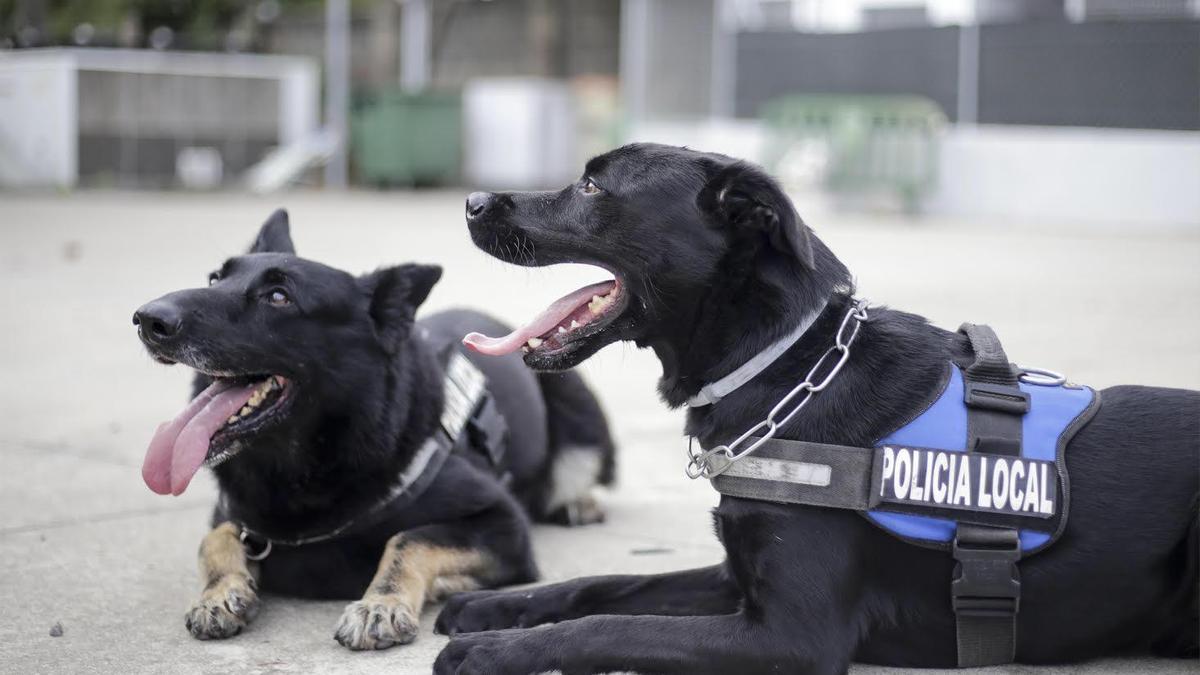 Nero (izquierda) y Thor (derecha).