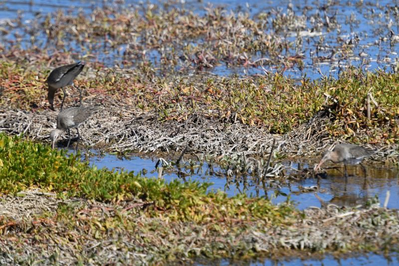 Acumulación de mosquitos en la Charca de Maspalomas