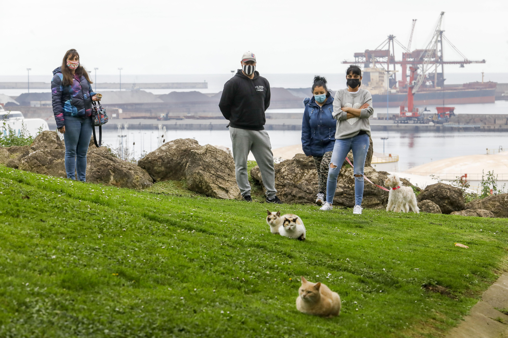 Colonias felinas en Gijón