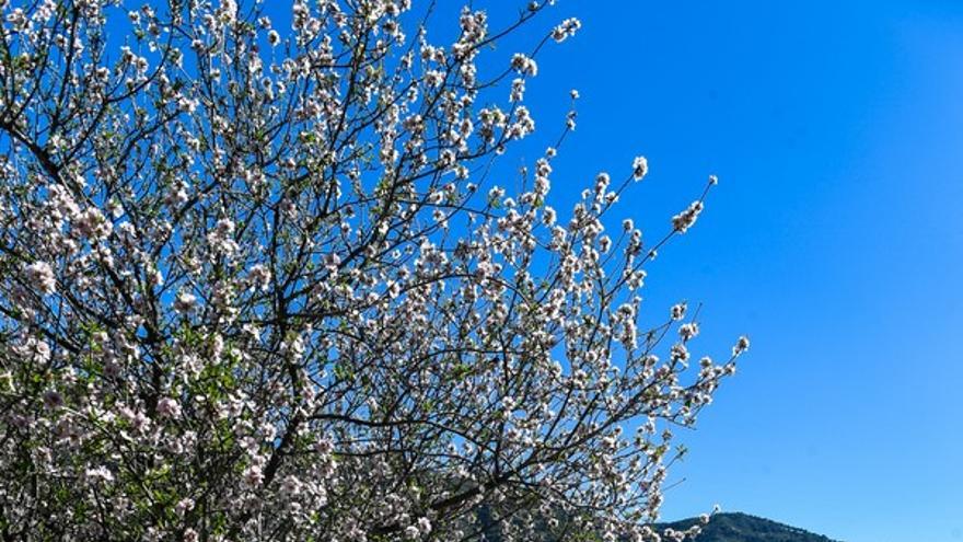 Almendros en flor en la Cumbre de Gran Canaria