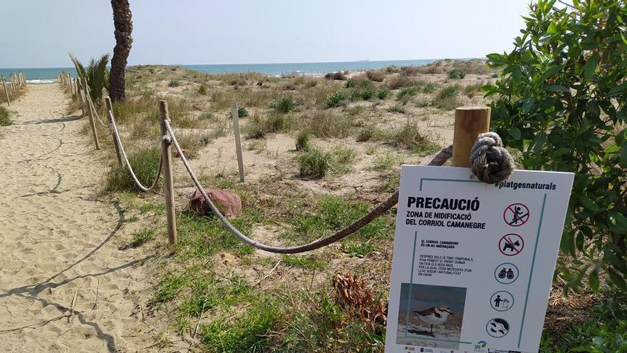 Costas deniega a Meliana instalar socorristas en la playa hasta el 1 de julio por el chorlitejo