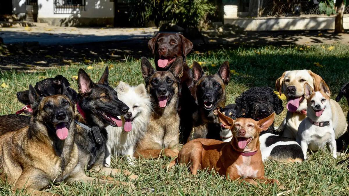 Un grupo de perros en el centro de educación canina.