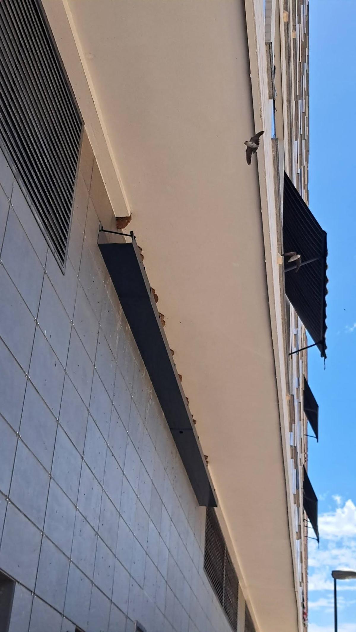 Varias golondrinas vuelan sobre nidos en Tavernes de la Valldigna.