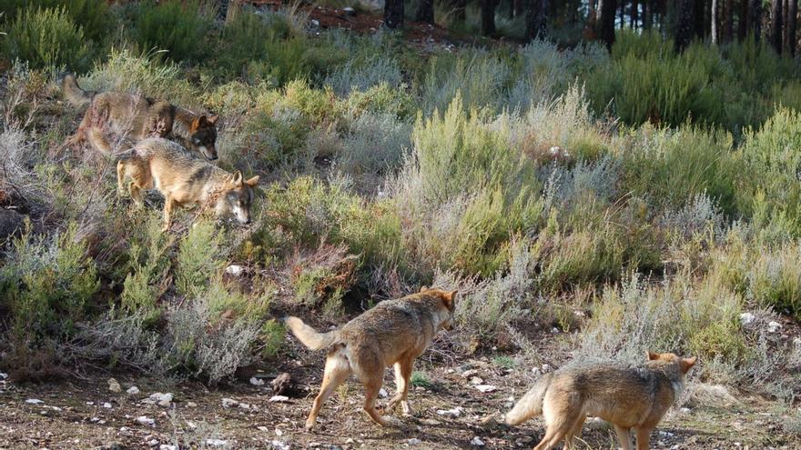 Varios ejemplares en cautividad conviven en el Centro del Lobo Ibérico de Robledo. | A. SAAVEDRA